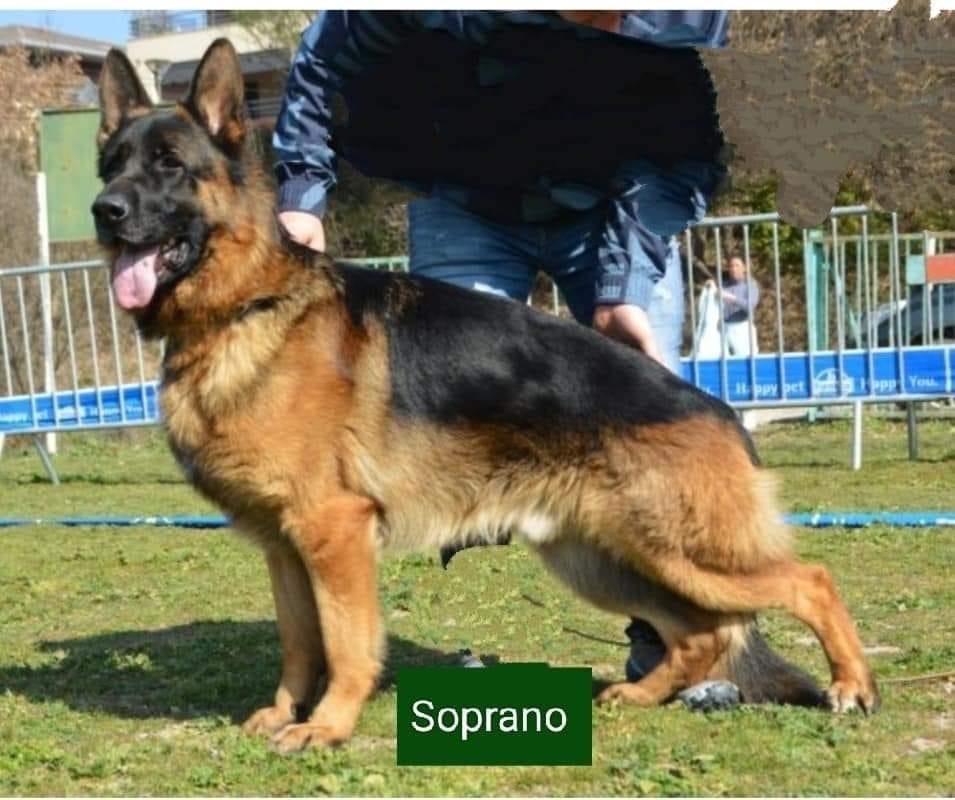 Soprano des Loups de L'etoile