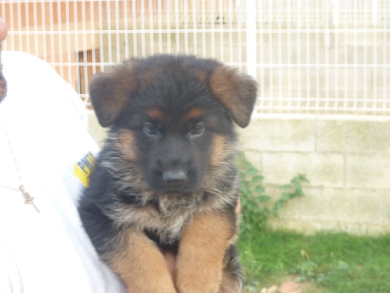 Chiots jouant pour sociabilisation